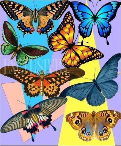 Butterflies In Color Butterflies In Color